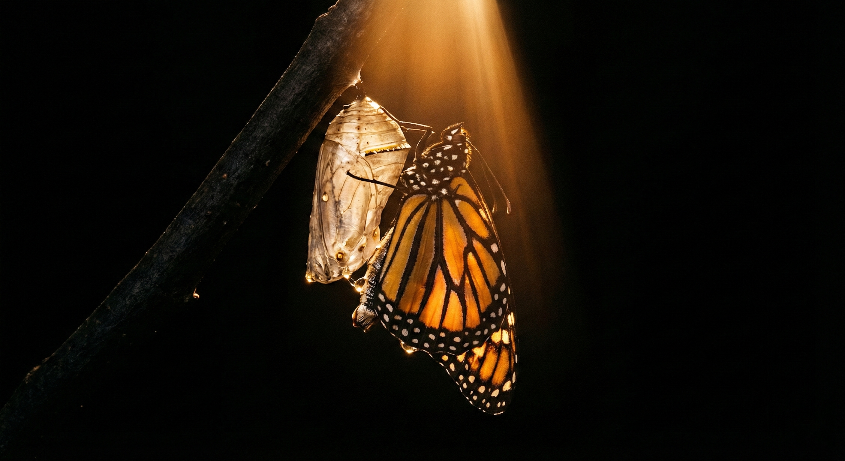 Fotografía artística mariposa monarca saliendo de la crisálida representando la metamorfosis y transformación de la marca Alma de Mariposa