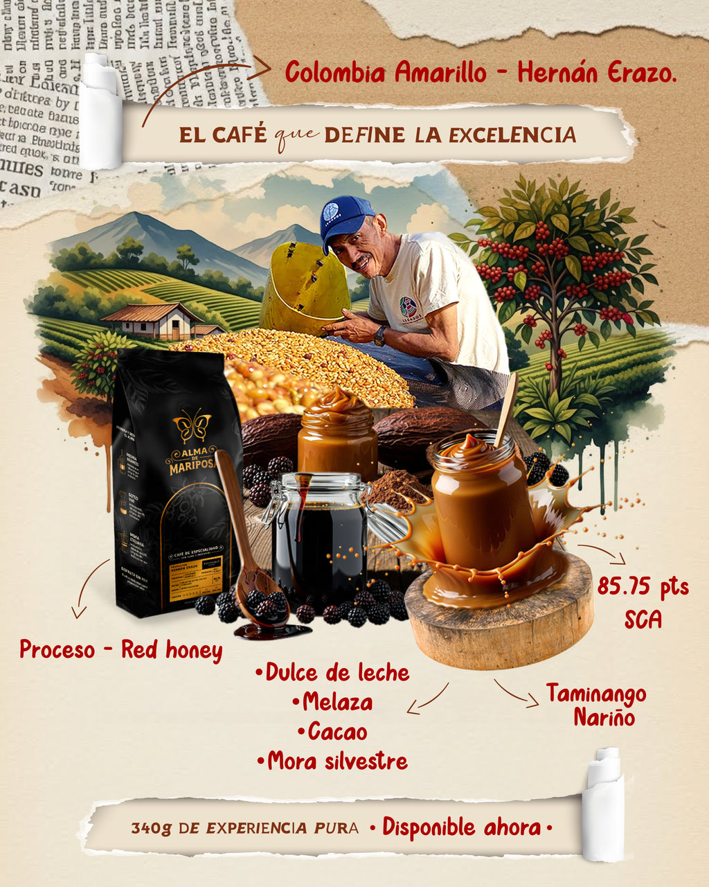 Infografía café Colombia Amarillo Red Honey Hernán Erazo notas dulce de leche mora y melaza Taminango Nariño