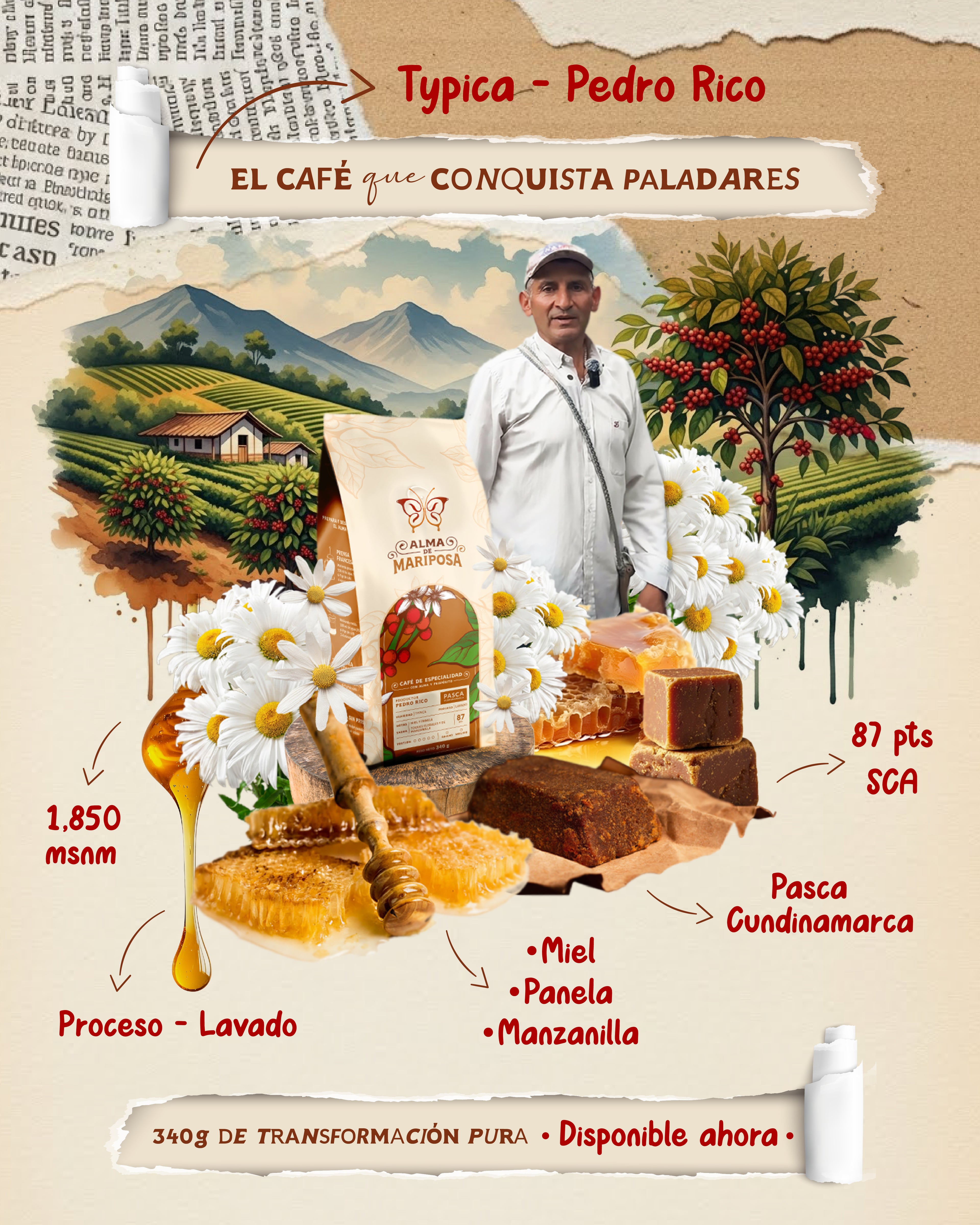 Infografía café Typica Pedro Rico con notas de miel panela y manzanilla Pasca Cundinamarca
