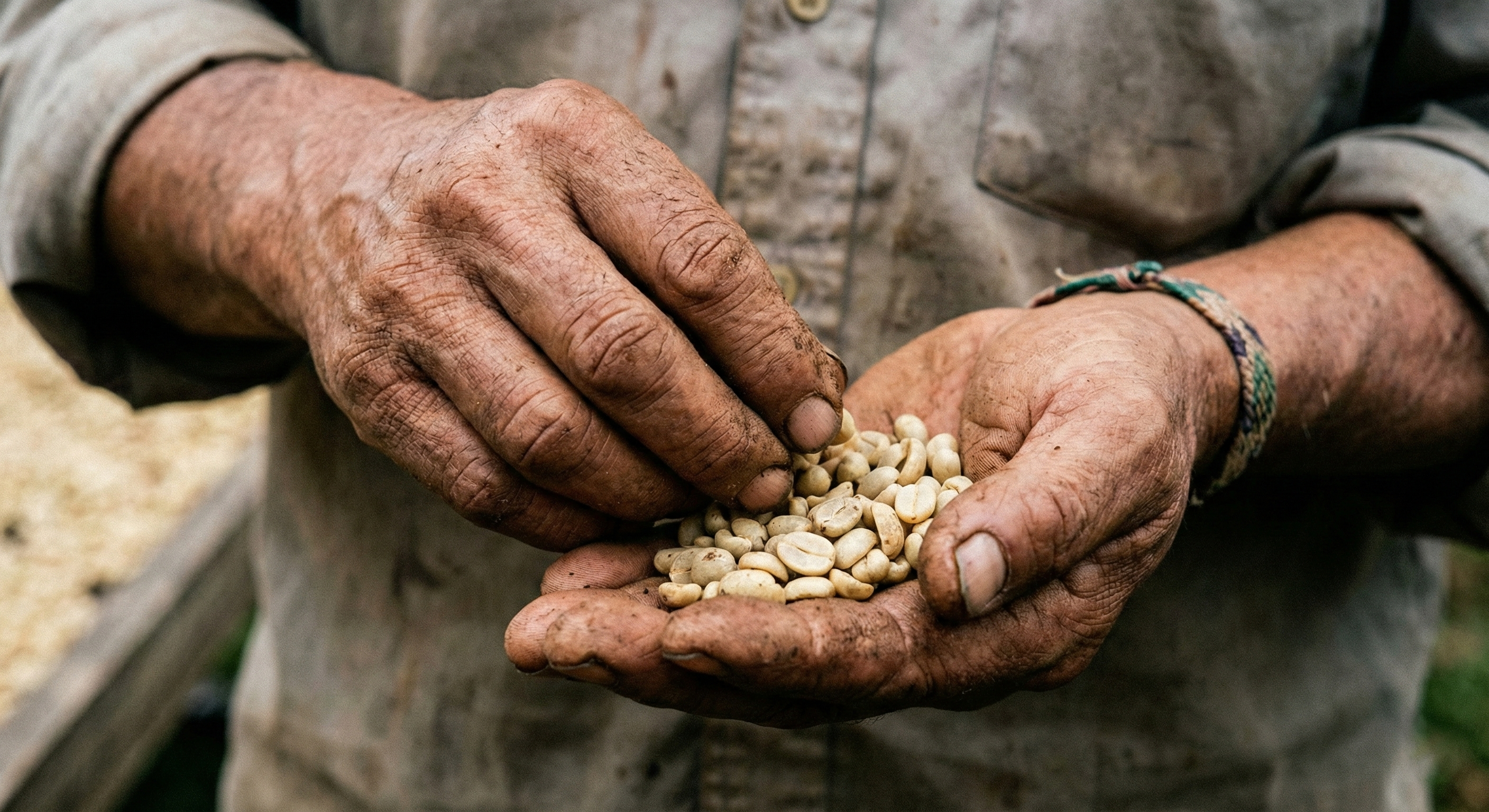 Primer plano manos trabajadoras de caficultor sosteniendo granos de café verde pergamino en proceso de selección manual